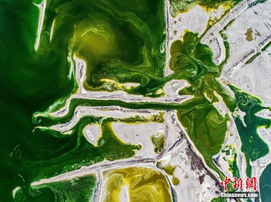 <?php echo strip_tags(addslashes(Aerial photo shows the colorful Salt Lake in Yuncheng City, north China's Shanxi Province. The lake has different colors as the water density changes. (Photo/IC))) ?>