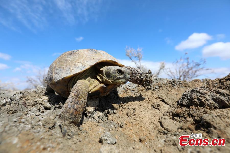 <?php echo strip_tags(addslashes(A Central Asian tortoise is found at Ebi Lake wetland natural reserve, in Northwest China's Xinjiang Uygur Autonomous Region, April 23, 2019. The tortoise was about 30 years old. The species is endemic to Central Asia, and in China, it's found only in the autonomous region's Huocheng County, placed under first-class wildlife protection. (Photo: China News Service/Shen Zhijun))) ?>