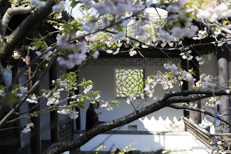 A visitor enjoys the spring scenery in the Chinese Scholar\'s Garden on Staten Island, New York, the United States, April 23, 2019. (Xinhua/Wang Ying)