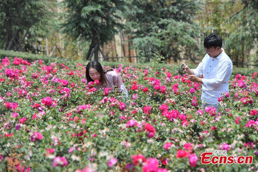 <?php echo strip_tags(addslashes(Edible roses at Yunnan University Chenggong campus. About 2.7 hectares of edible roses on the campus have become a popular attraction as well as a source of dessert ingredients. (Photo: China News Service/Liu Ranyang))) ?>