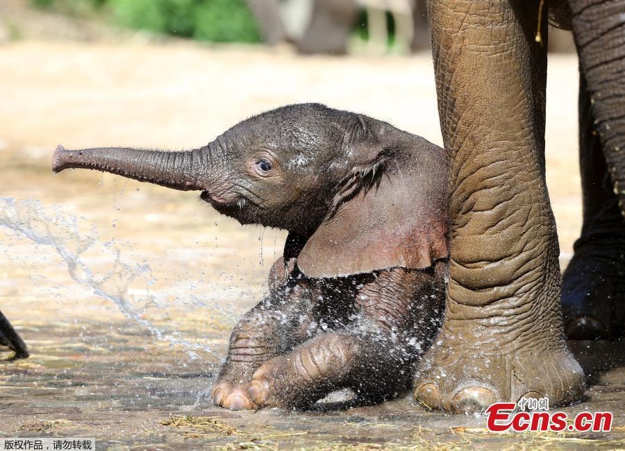 A new born male elephant calf named \