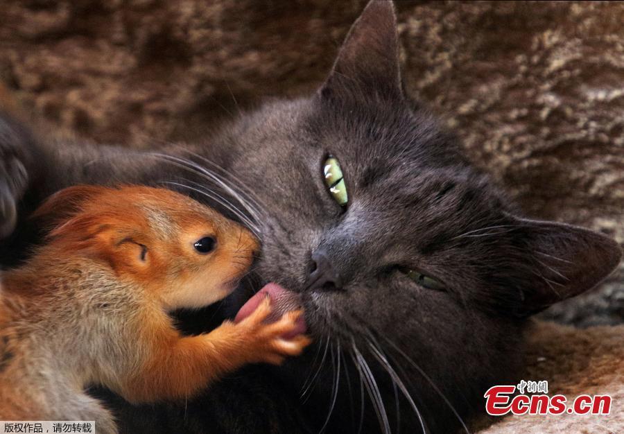 <?php echo strip_tags(addslashes(Pusha the cat, which adopted four bereaved baby squirrels and currently feeds and lives with them, lies at a local park of miniatures in Bakhchisaray, Crimea, April 25, 2019. (Photo/Agencies))) ?>