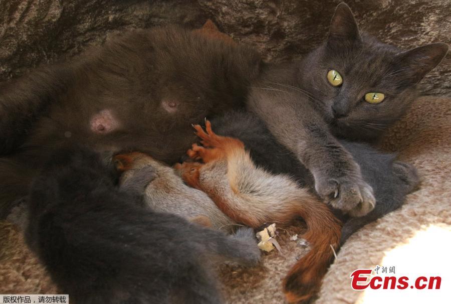 <?php echo strip_tags(addslashes(Pusha the cat, which adopted four bereaved baby squirrels and currently feeds and lives with them, lies at a local park of miniatures in Bakhchisaray, Crimea, April 25, 2019. (Photo/Agencies))) ?>