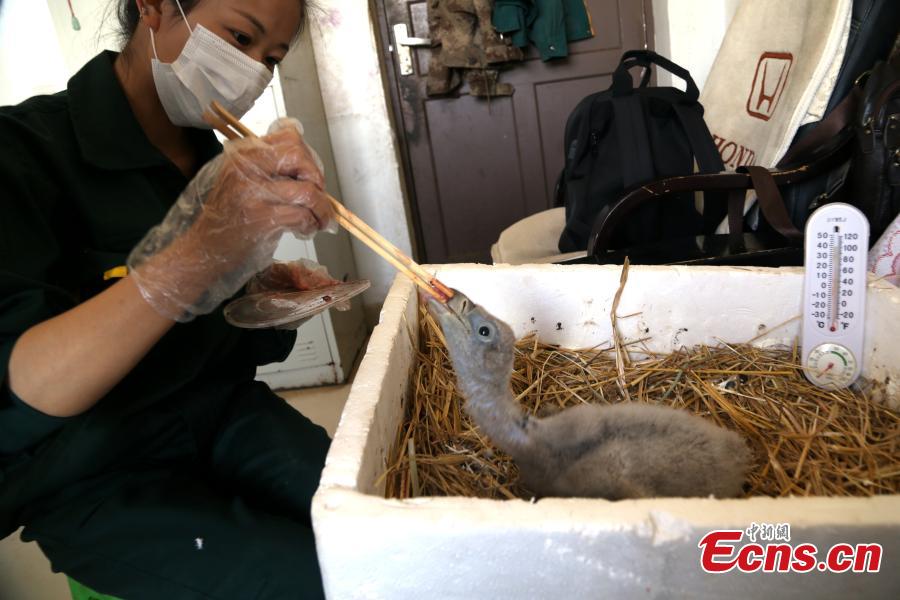 A keeper looks after a Himalayan vulture artificially incubated at the Tibetan Plateau Wildlife Zoo in Xining City, Northwest China\'s Qinghai Province, April 25, 2019. This is the second Himalayan vulture artificially incubated  at the zoo in three years, and it shows some maturing incubation techniques, according to the zoo\'s director Qi Xinzhang. (Photo: China News Service/Ma Mingyan)