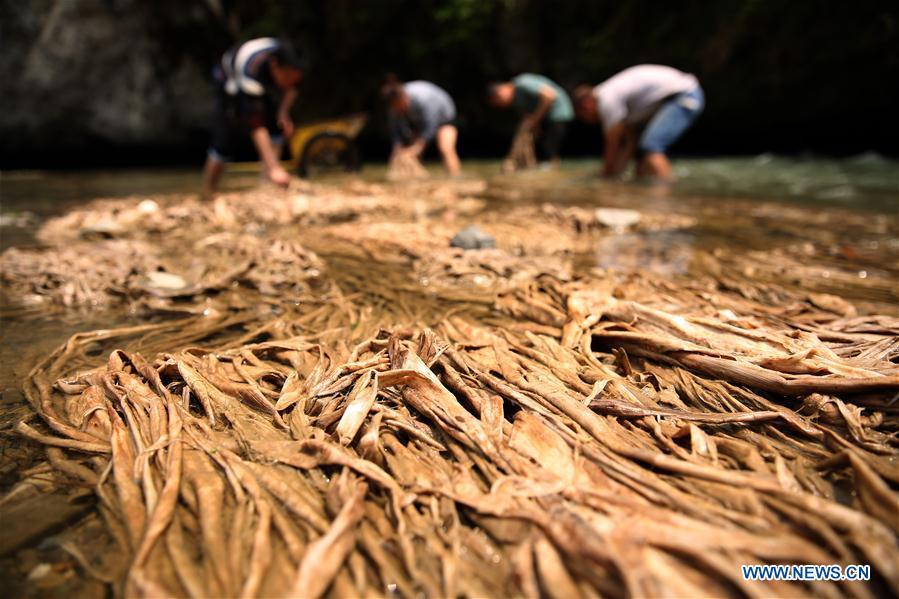Craftsmen wash raw materials in a river in Shiqiao Village of Danzhai County, southwest China\'s Guizhou Province, April 24, 2019. Wang Xingwu, 53, a national intangible cultural heritage inheritor in papermaking, learned the papermaking technique from his family as a child. Besides exerting the old papermaking technique to its full potential, Wang keeps raising product quality and improving the making procedure. With the involvement of plants in the papermaking process, he has created more than 160 kinds of patterned papers and paper crafts. He also develops a kind of handmade white paper more suitable for writing calligraphy and painting. (Xinhua/Huang Xiaohai)