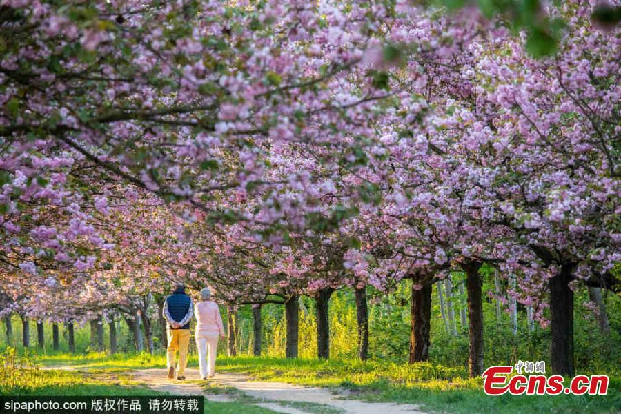 <?php echo strip_tags(addslashes(Cherry blossom trees are in bloom in Berlin, Germany, April 25, 2019.  (Photo/SipaPhoto))) ?>