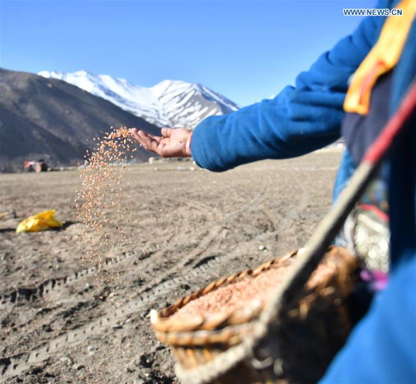 <?php echo strip_tags(addslashes(Barley seeds are sowed by a farmer of Gangga Village in Nyalam County of Xigaze City, southwest China's Tibet Autonomous Region, April 26, 2019. As the weather warms up, spring plowing here starts, which extends from low altitude areas toward high altitude ones. (Xinhua/Jigme Dorge))) ?>