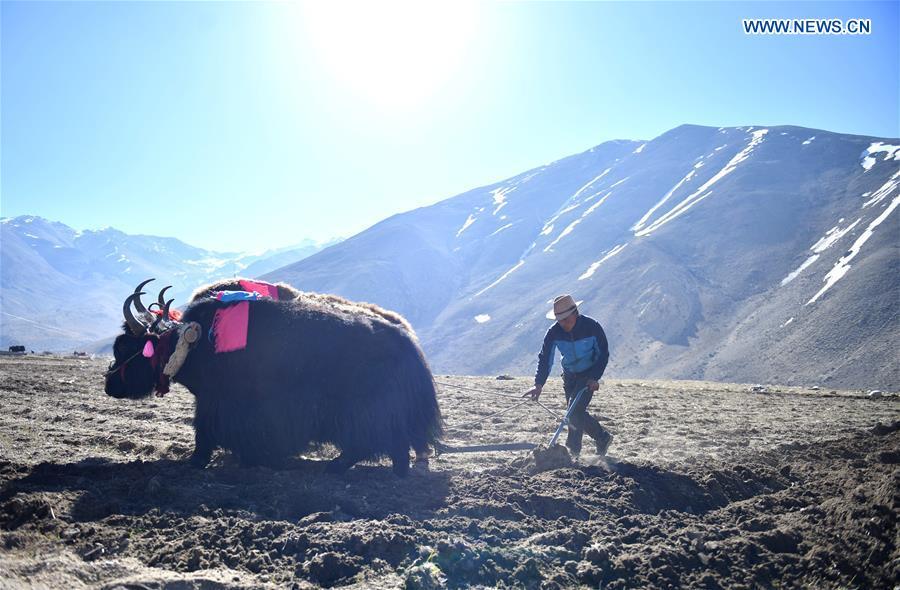 <?php echo strip_tags(addslashes(Barley seeds are sowed by a farmer of Gangga Village in Nyalam County of Xigaze City, southwest China's Tibet Autonomous Region, April 26, 2019. As the weather warms up, spring plowing here starts, which extends from low altitude areas toward high altitude ones. (Xinhua/Jigme Dorge))) ?>