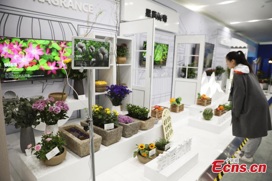 A visitor is seen at the upcoming 2019 Beijing International Horticultural Exhibition, April 27, 2019. The media center for the expo started operation on Saturday. （Photo/China News Service）