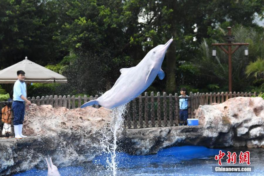 <?php echo strip_tags(addslashes(A Chinese white dolphin playing and performing during an event at the Chimelong Ocean Kingdom in Zhuhai, Guangdong Province, in a photo taken on Saturday, April 27, 2019. Hailed as 