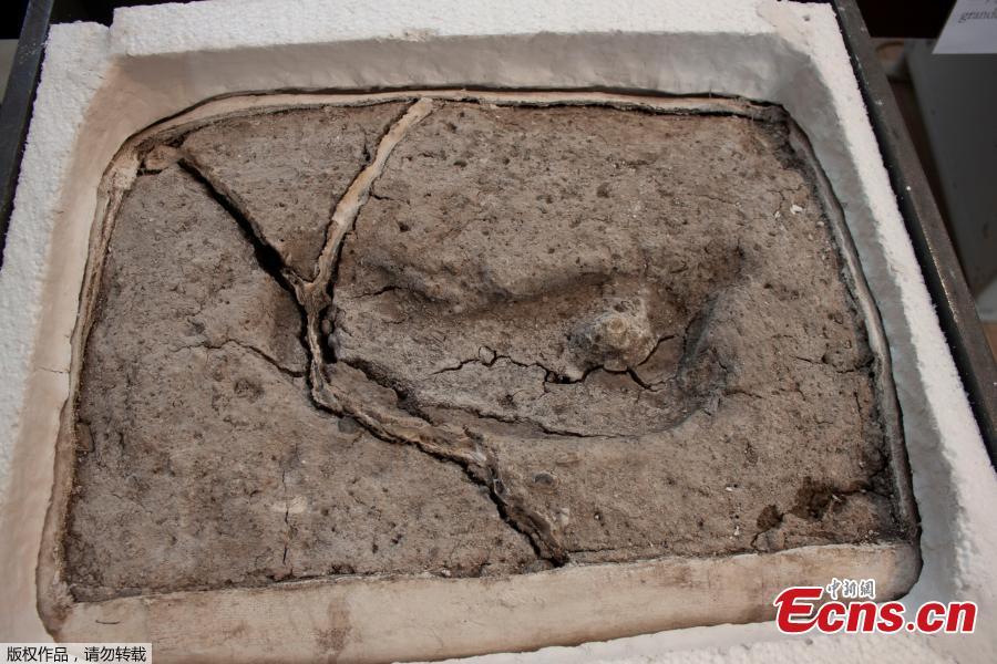 A 15,600-year-old footprint is pictured in Osorno, Chile after its discovery in 2010. (Photo/Agencies)