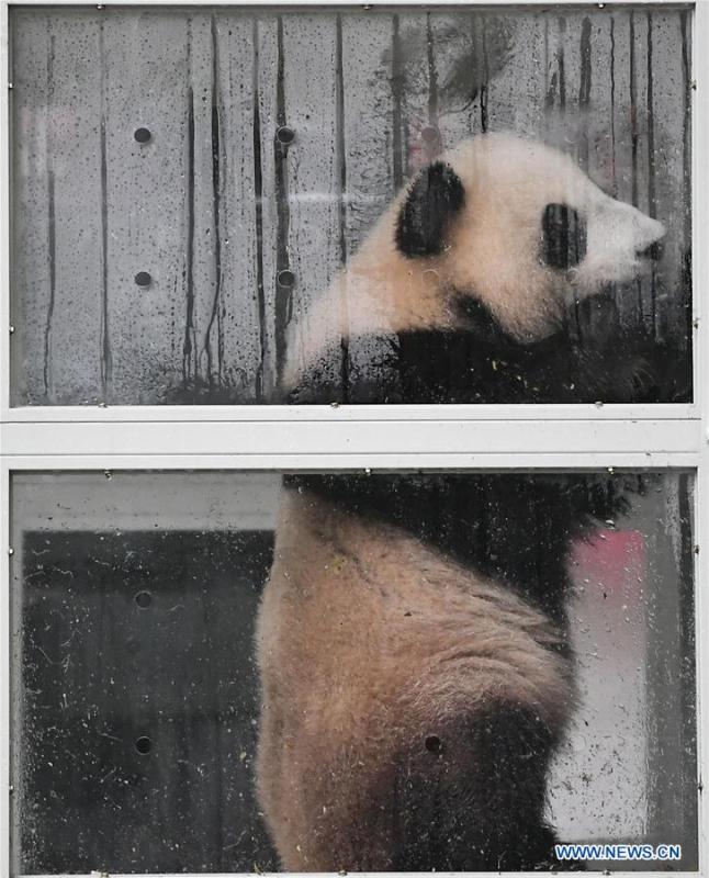 Ding Ding, the female panda born in 2017, is seen in a transport cage at the Bifengxia base of the China Conservation and Research Center for the Giant Panda in Ya\'an, southwest China\'s Sichuan Province, April 29, 2019. Chinese researchers held a send-off ceremony for a pair of giant pandas who are to depart for Moscow on Monday for a 15-year collaborative research. Ru Yi, the male panda born in 2016, and Ding Ding, the female panda born in 2017, are scheduled to board a flight at 1:45 p.m. in Chengdu and arrive in Moscow at 10:00 p.m. Beijing Time the same day, the panda research base in southwest China\'s Sichuan Province said. (Xinhua/Xue Yubin)