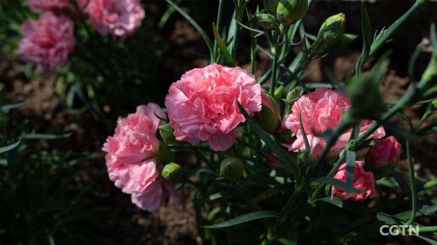 In the garden, China roses and chrysanthemums can be found, Beijing\'s city flowers. (Photo/CGTN)