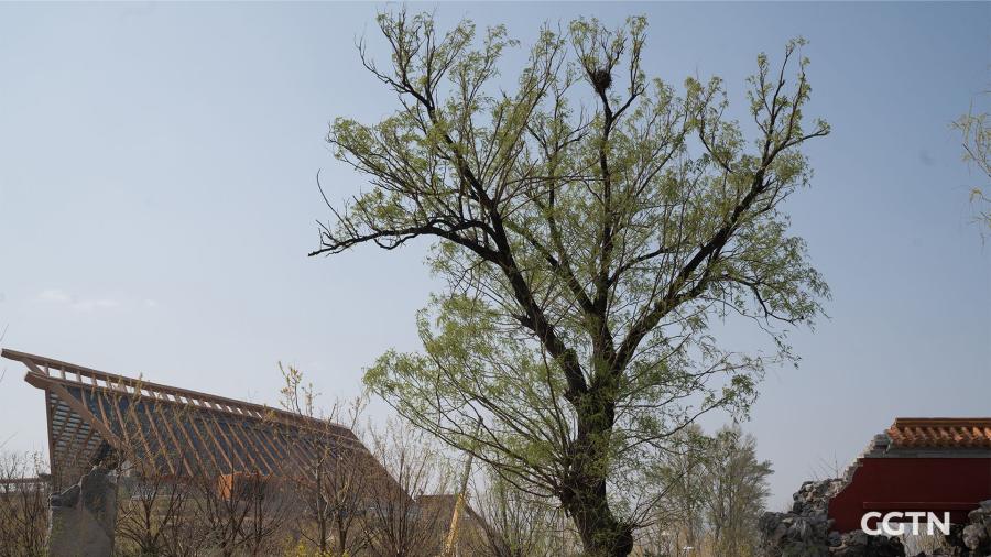 A 60-year-old willow stands in the garden with a backdrop of the China Pavilion.  (Photo/CGTN)