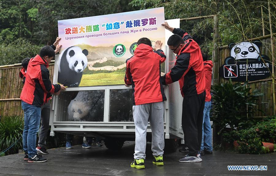 <?php echo strip_tags(addslashes(Staff members convey a transport cage containing Ru Yi, the male panda born in 2016, to a lorry at the Bifengxia base of the China Conservation and Research Center for the Giant Panda in Ya'an, southwest China's Sichuan Province, April 29, 2019. Chinese researchers held a send-off ceremony for a pair of giant pandas who are to depart for Moscow on Monday for a 15-year collaborative research. Ru Yi, the male panda born in 2016, and Ding Ding, the female panda born in 2017, are scheduled to board a flight at 1:45 p.m. in Chengdu and arrive in Moscow at 10:00 p.m. Beijing Time the same day, the panda research base in southwest China's Sichuan Province said. (Xinhua/Xue Yubin))) ?>