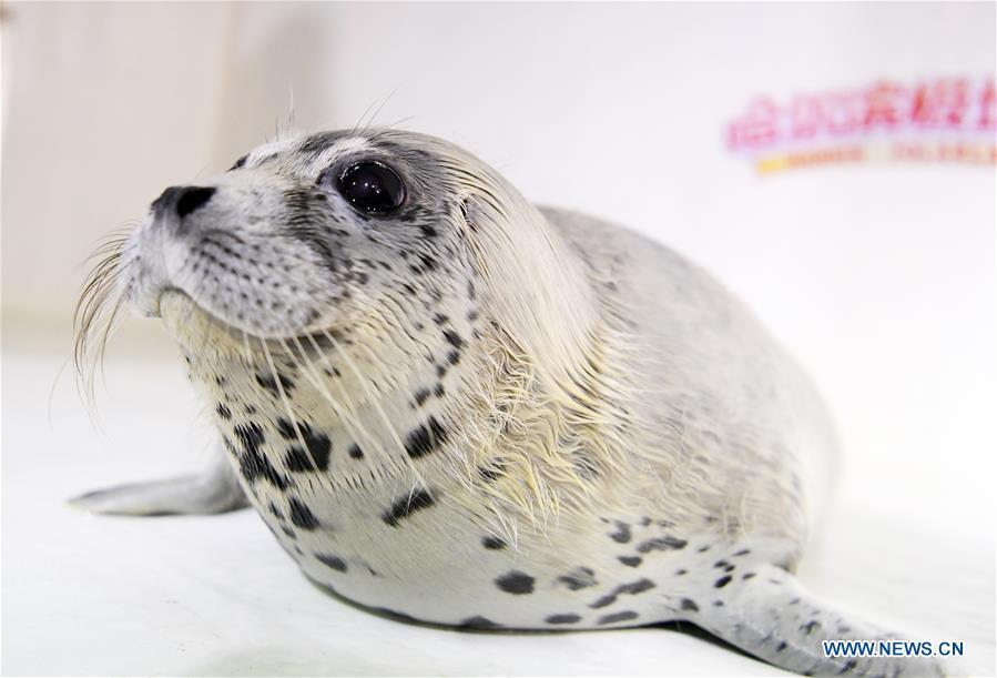 <?php echo strip_tags(addslashes(A seal pup is seen at the Harbin Polarland in Harbin, northeast China's Heilongjiang Province, on April 29, 2019. Three seal pups entered a 