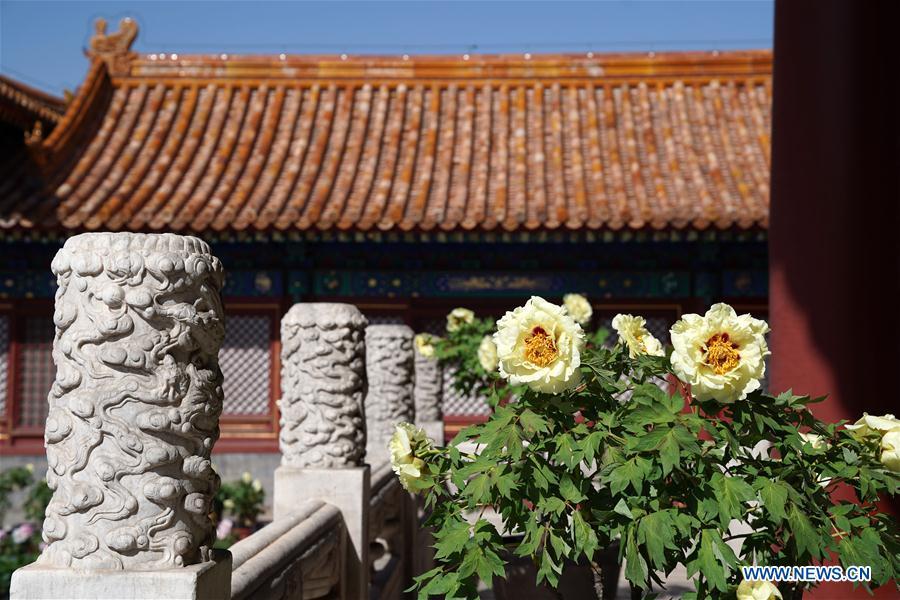 <?php echo strip_tags(addslashes(Photo taken on April 30, 2019 shows peony flowers in the Palace Museum in Beijing, capital of China. An exhibition featuring 70 kinds of peony flowers from Heze of Shandong Province kicked off in Beijing on Tuesday and will last till May 12. (Xinhua/Jin Liangkuai))) ?>