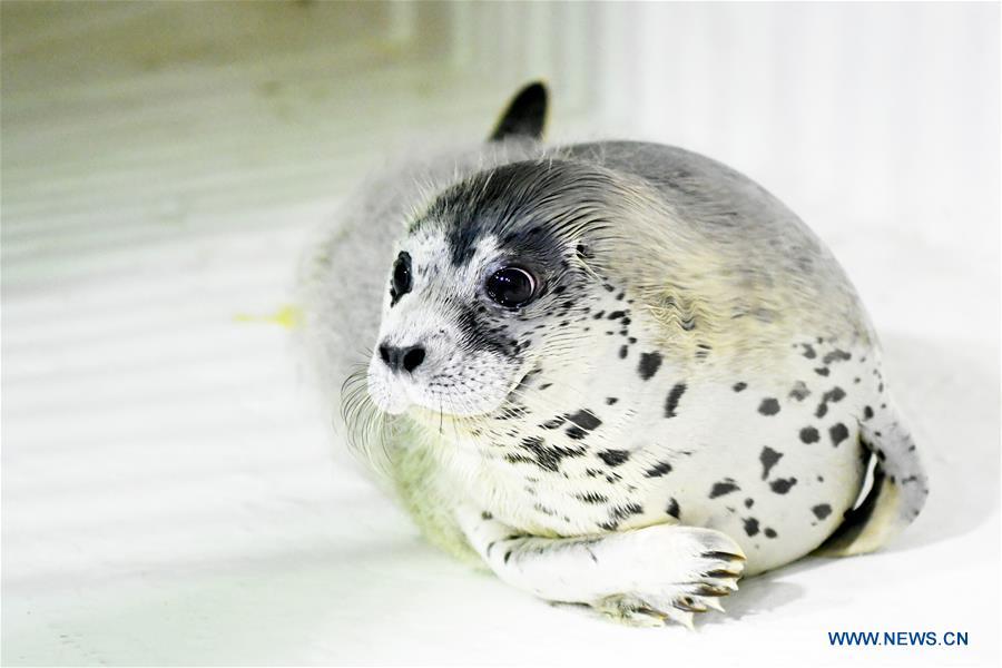 <?php echo strip_tags(addslashes(A seal pup is seen at the Harbin Polarland in Harbin, northeast China's Heilongjiang Province, on April 29, 2019. Three seal pups entered a 