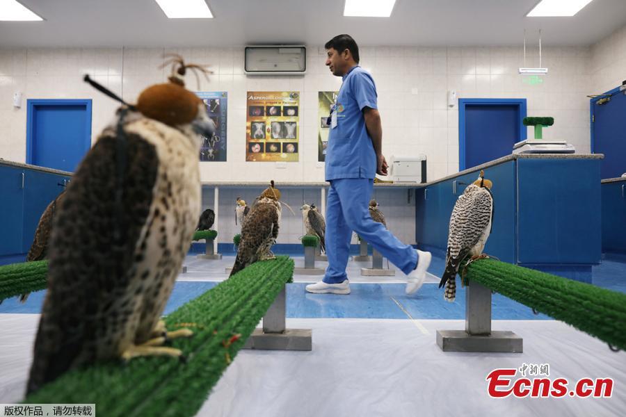 Falcons wait to recieve medical attention at the Abu Dhabi Falcon Hospital in Abu Dhabi, United Arab Emirates April 28, 2019. When a falcon in the Gulf Arab countries falls sick, the owners of these expensive hunting birds will take them to the world\'s largest falcon hospital in Abu Dhabi. (Photo/Agencies)