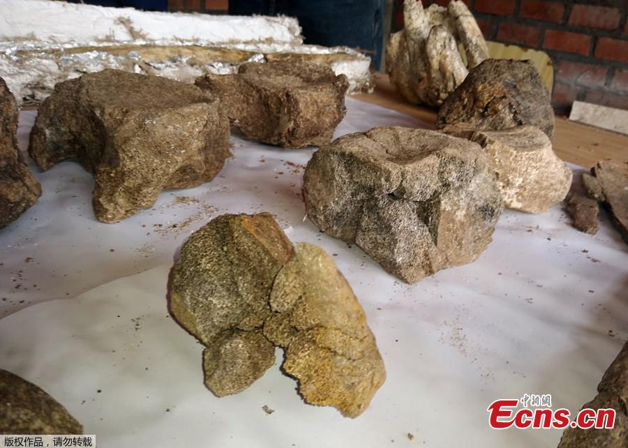 <?php echo strip_tags(addslashes(This photo taken on April 25, 2019 shows fossil remains of three ancient elephants found in the Chambara district of Concepcion Province, Peru. The fossil remains of three 10,000-year-old elephants were fortuitously discovered by a policeman and Paleontologist Adolfo Diaz in a wooded area above 3,500 metres above the sea level. (Photo/Agencies))) ?>