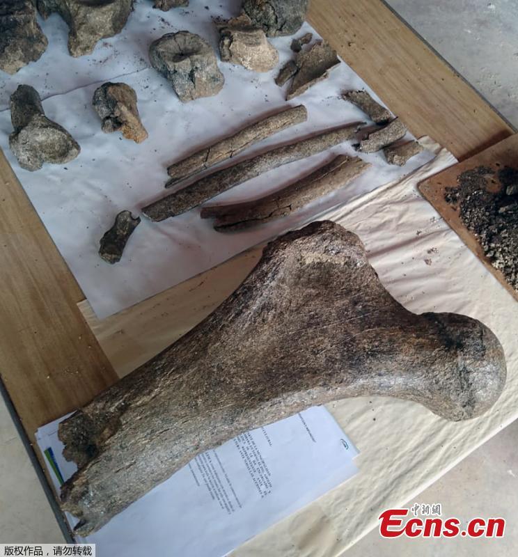 <?php echo strip_tags(addslashes(This photo taken on April 25, 2019 shows fossil remains of three ancient elephants found in the Chambara district of Concepcion Province, Peru. The fossil remains of three 10,000-year-old elephants were fortuitously discovered by a policeman and Paleontologist Adolfo Diaz in a wooded area above 3,500 metres above the sea level. (Photo/Agencies))) ?>