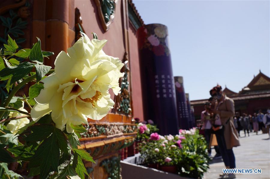 <?php echo strip_tags(addslashes(Photo taken on April 30, 2019 shows peony flowers in the Palace Museum in Beijing, capital of China. An exhibition featuring 70 kinds of peony flowers from Heze of Shandong Province kicked off in Beijing on Tuesday and will last till May 12. (Xinhua/Jin Liangkuai))) ?>