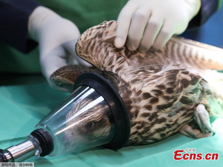 A falcon under anesthesia is prepared for a surgery in the operating room at the Abu Dhabi Falcon Hospital in Abu Dhabi, United Arab Emirates April 28, 2019. When a falcon in the Gulf Arab countries falls sick, the owners of these expensive hunting birds will take them to the world\'s largest falcon hospital in Abu Dhabi. (Photo/Agencies)