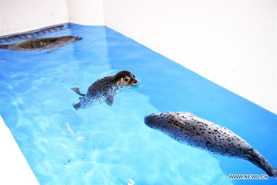 <?php echo strip_tags(addslashes(Three seal pups swim in water at the Harbin Polarland in Harbin, northeast China's Heilongjiang Province, on April 29, 2019. Three seal pups entered a 