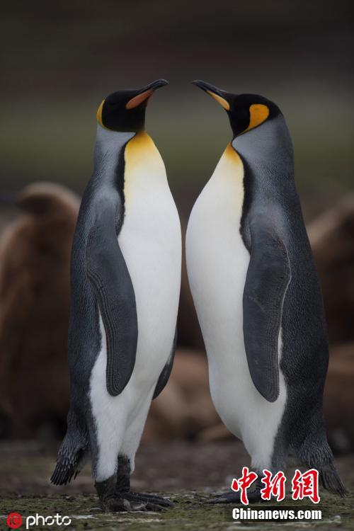 Wildlife photographer Alex Macipe has captured the beautiful moment penguins held hands during a romantic seaside waddle in the waters off Volunteer Point, the Falkland Islands. The birds went out hunting together, which is unusual as one normally stays behind to take care of the offspring. (Photo/IC)