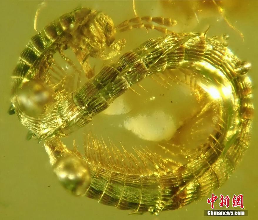 <?php echo strip_tags(addslashes(Researchers have identified a new and tiny species of millipede in 99-million-year-old amber from the southeast Asian nation of Myanmar. According to a study, the creature, which has been named Burmanopetalum inexpectatum, represents the earliest fossil millipede of the animal order Callipodida, casting new light on the evolutionary history of these animals.(Photo/VCG))) ?>