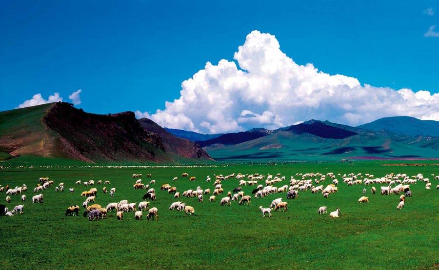 A pasture in North China\'s Inner Mongolia autonomous region. (Photo provided to chinadaily.com.cn)