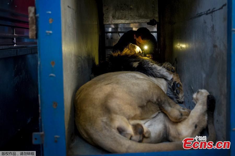 <?php echo strip_tags(addslashes(International animal welfare group Four Paws places Zhaku, a sedated lion, into a transfer cage at Tirana Zoo, Albania,  May 7, 2019. Zhaku is one of three lions, Lenci, Bobby and Zhaku, at the Tirana Zoo that will be transferred to the Felida Big Cat Centre in the Netherlands for better conditions.  (Photo/Agencies))) ?>