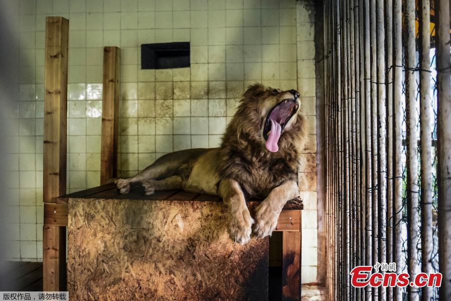<?php echo strip_tags(addslashes(One of the lions, Boby, in a cage of Tirana zoo Albania,   before its transfer to the Netherlands May 7, 2019. (Photo/Agencies))) ?>