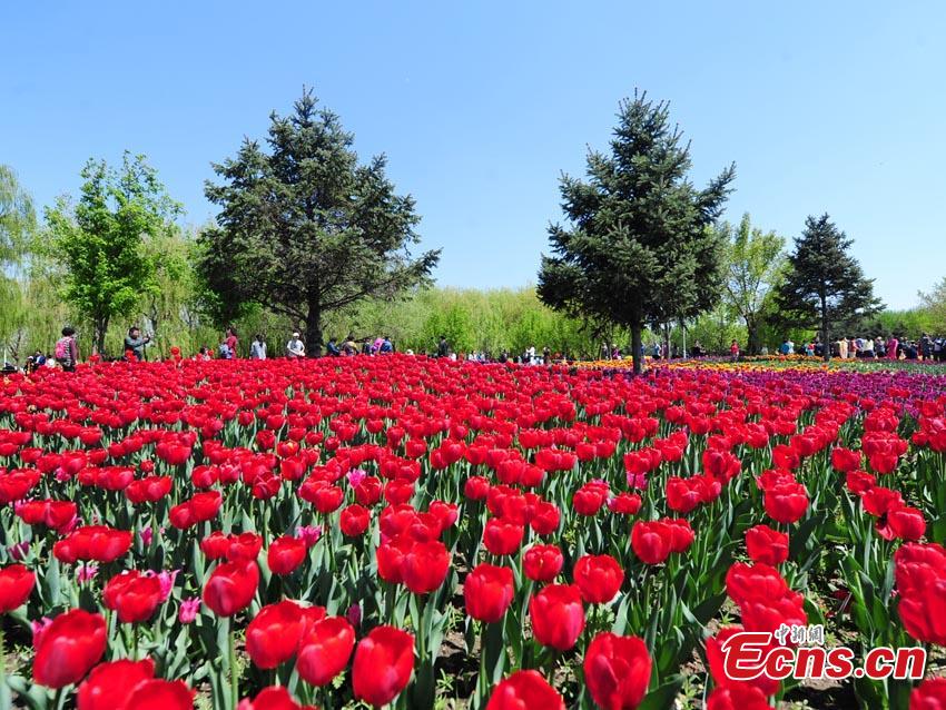 <?php echo strip_tags(addslashes(Tulips are seen at Changchun Park in Changchun City, northeast China's Jilin Province, May 7, 2019.  (Photo/China News Service))) ?>
