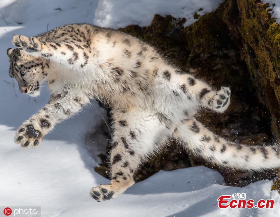 <?php echo strip_tags(addslashes(Photographer Ron Conigilaro, 47, from Detroit, Michigan, captures the charming moment a snow leopard does the 'jazz hands' during a visit to Glacier National Park. The leopard, named Mystique, is part of a breeding program to ensure the healthy management of the species. (Photo/IC))) ?>
