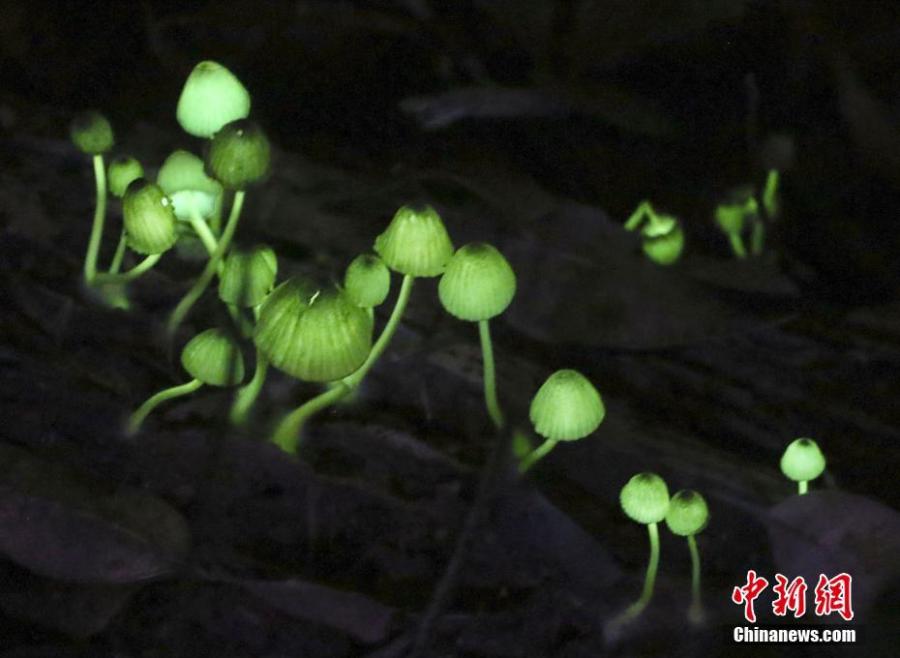 Glowing mushrooms found in a forest in Nachikatsuura, Wakayama Prefecture, Japan. The mushroom emits a dreamy bright green light as night approaches. (Photo/VCG)