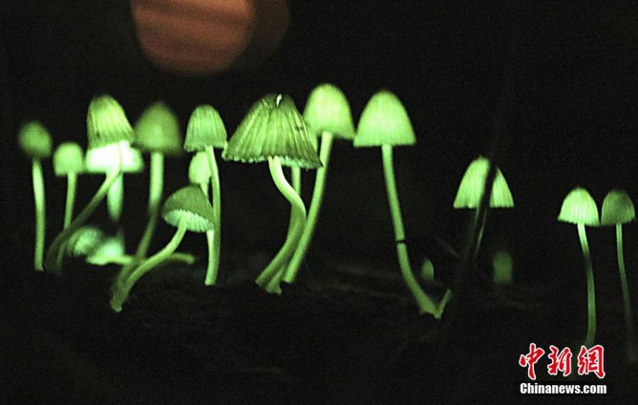 Glowing mushrooms found in a forest in Nachikatsuura, Wakayama Prefecture, Japan. The mushroom emits a dreamy bright green light as night approaches. (Photo/VCG)
