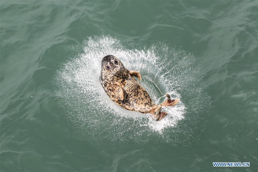 <?php echo strip_tags(addslashes(A spotted seal is released into the sea in Dalian, northeast China's Liaoning Province, May 10, 2019. Thirty-seven spotted seals were released into the sea on Friday in the coastal city of Dalian in northeast China's Liaoning Province. The 37 released seals were among 100 spotted baby seals that were illegally poached in Feb. 2019, according to local authorities. A total of 39 seals died, and the surviving 61 have been taken care of by animal experts and vets in local aquariums and the Liaoning Ocean and Fisheries Science Research Institute. The first batch of 24 seals was released in April. The seals released to the sea on Friday were all fully recovered and are healthy enough to survive in natural habitat waters, according to Lu Zhichuang, a researcher with the institute. Spotted seals are under Class One national protection in China. (Xinhua/Pan Yulong))) ?>