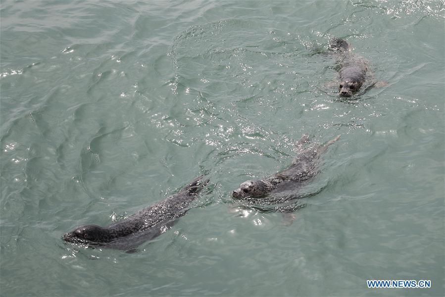 <?php echo strip_tags(addslashes(Released spotted seals swim in the sea in Dalian, northeast China's Liaoning Province, May 10, 2019. Thirty-seven spotted seals were released into the sea on Friday in the coastal city of Dalian in northeast China's Liaoning Province. The 37 released seals were among 100 spotted baby seals that were illegally poached in Feb. 2019, according to local authorities. A total of 39 seals died, and the surviving 61 have been taken care of by animal experts and vets in local aquariums and the Liaoning Ocean and Fisheries Science Research Institute. The first batch of 24 seals was released in April. The seals released to the sea on Friday were all fully recovered and are healthy enough to survive in natural habitat waters, according to Lu Zhichuang, a researcher with the institute. Spotted seals are under Class One national protection in China. (Xinhua/Pan Yulong))) ?>