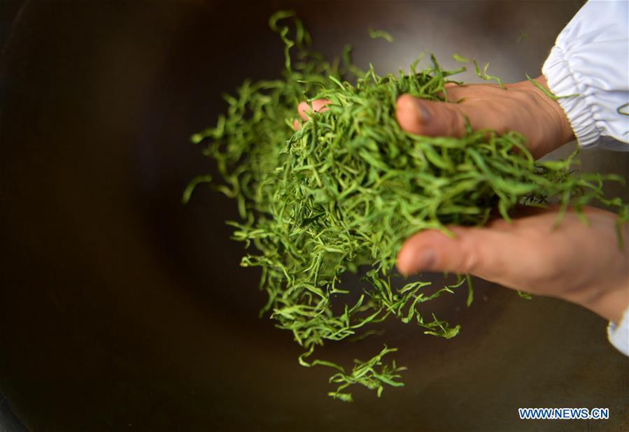 A tea maker processes tea leaves in Shuitaping Village of Guandukou Township in Badong County, central China\'s Hubei Province, on April 16, 2019. As an important part of Asian culture, tea is a special bond among Asian countries to deepen friendship and boost mutual exchanges. China will hold the Conference on Dialogue of Asian Civilizations starting from May 15. Under the theme of \