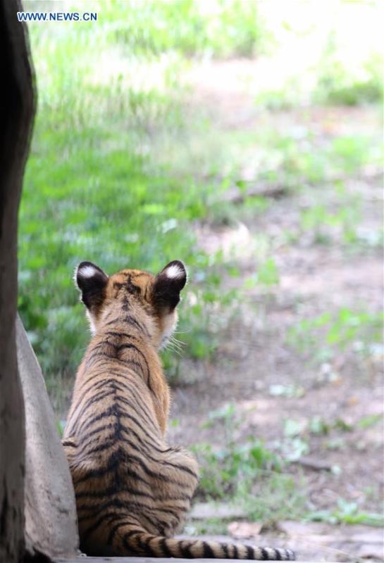 A South China Tiger cub is seen at a zoo in Luoyang, central China\'s Henan Province, May 11, 2019. Six South China Tiger cubs, who were born in the zoo at the beginning of this year, are now allowed to meet the public. (Xinhua/Liu Gaoyang)