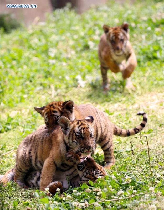 South China Tiger cubs are seen at a zoo in Luoyang, central China\'s Henan Province, May 11, 2019. Six South China Tiger cubs, who were born in the zoo at the beginning of this year, are now allowed to meet the public. (Xinhua/Liu Gaoyang)