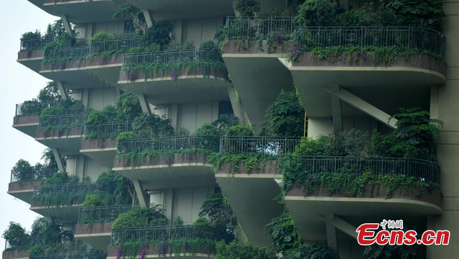 A “vertical forest” residential community with apartment buildings boasting shrub-covered balconies in Chengdu City, Sichuan Province, May 14, 2019.  (Photo: China News Service/Liu Zhongjun)