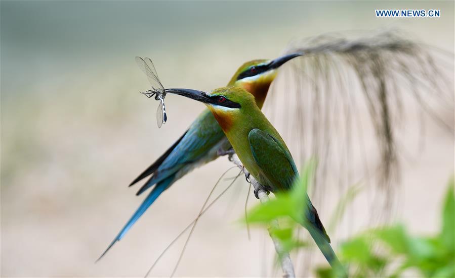 Blue-tailed bee eaters are seen in Haikou, south China\'s Hainan Province, May 14, 2019. According to statistics from Haikou Duotan Wetlands Institute, nearly 200 blue-tailed bee eaters reside in Haikou. (Xinhua/Yang Guanyu)
