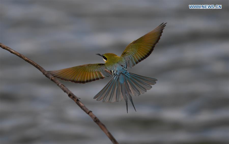 <?php echo strip_tags(addslashes(A blue-tailed bee eater is seen in Haikou, south China's Hainan Province, May 14, 2019. According to statistics from Haikou Duotan Wetlands Institute, nearly 200 blue-tailed bee eaters reside in Haikou. (Xinhua/Yang Guanyu))) ?>