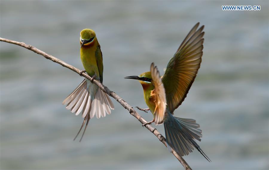Blue-tailed bee eaters are seen in Haikou, south China\'s Hainan Province, May 14, 2019. According to statistics from Haikou Duotan Wetlands Institute, nearly 200 blue-tailed bee eaters reside in Haikou. (Xinhua/Yang Guanyu)