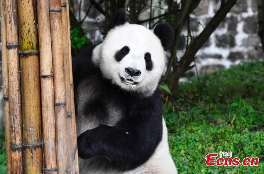 Two giant pandas have returned to China after staying in the United States for years. Twenty-seven-year-old female giant panda Bai Yun and her son, six-year-old Xiao Liwu, arrived in southwest China\'s Sichuan Province Thursday, after the San Diego Zoo\'s conservation loan agreement with China ended.(Photo: China News Service/ An Yuan)