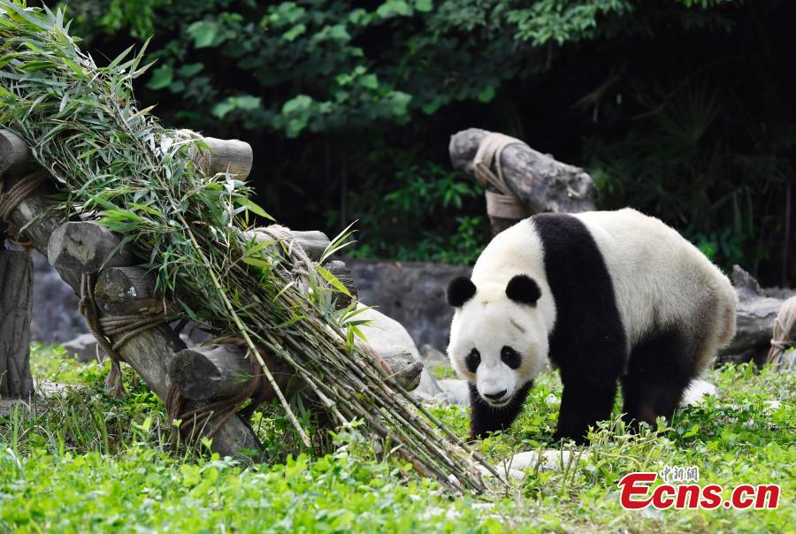 Two giant pandas have returned to China after staying in the United States for years. Twenty-seven-year-old female giant panda Bai Yun and her son, six-year-old Xiao Liwu, arrived in southwest China\'s Sichuan Province Thursday, after the San Diego Zoo\'s conservation loan agreement with China ended.(Photo: China News Service/ An Yuan)