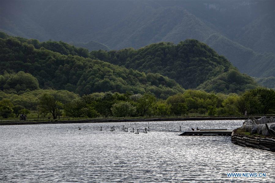 Photo taken on May 16, 2019 shows the scenery of Dajiu Lake (nine lakes) wetland in Shennongjia, central China\'s Hubei Province. (Xinhua/Liu Lianfen)