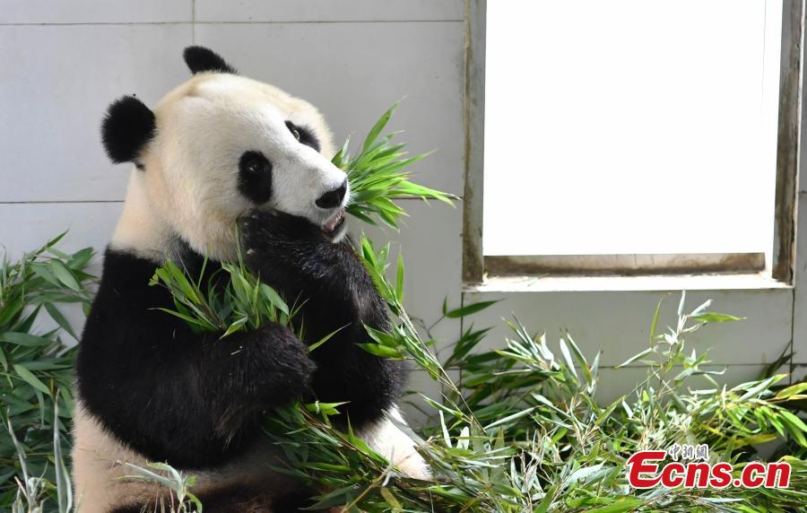 Two giant pandas have returned to China after staying in the United States for years. Twenty-seven-year-old female giant panda Bai Yun and her son, six-year-old Xiao Liwu, arrived in southwest China\'s Sichuan Province Thursday, after the San Diego Zoo\'s conservation loan agreement with China ended.(Photo: China News Service/ An Yuan)